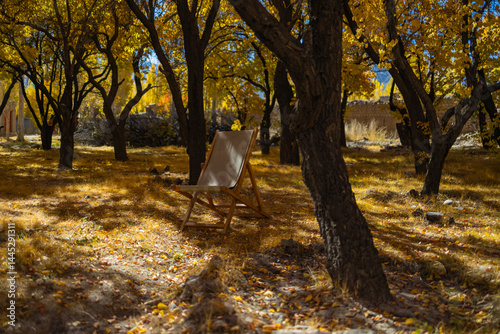 A pristine view of trees with yellow golden leaves during autumn season and sunrays falling on them.