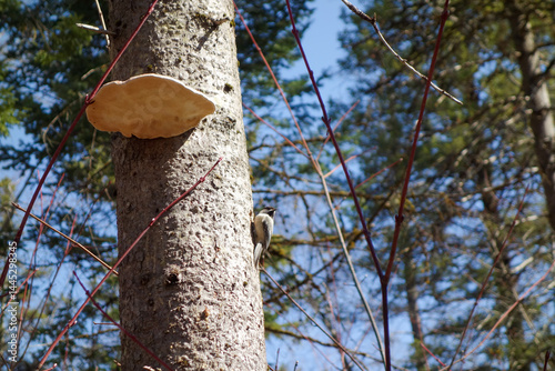 Une mésange à tête noire et un champignon sur un arbre dans la forêt. photo