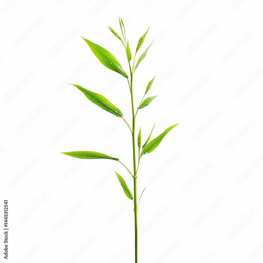 Fototapeta premium Green Plant Illustration