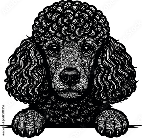 Poodle Peeking Over Edge Vector Black Silhouette Cricut Print Design Isolated On A Plain White Background