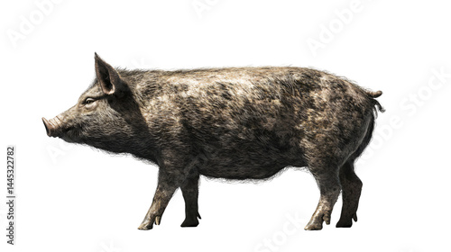 Standing Side View of Pig Isolated on White Background for Stock Photos