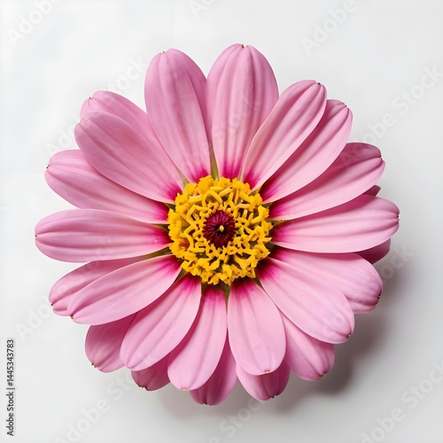 Pink Zinnia Flower Close-Up
