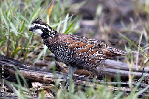 Northern Bobwhite quail