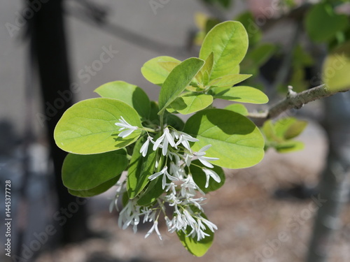 公園でヒトツバタゴの花が咲いている