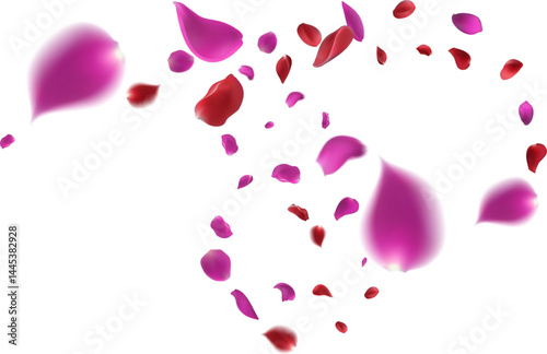 Realistic red rose Spiral pin  petals with transparent background. Valentine love, spring and wedding floral cherry blossom background 