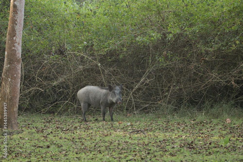 Obraz premium Beautiful Animals in Nagarhole National Park, India 