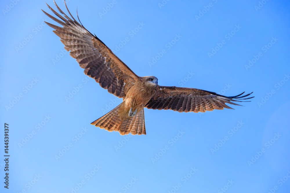 Obraz premium 空を飛ぶトビ