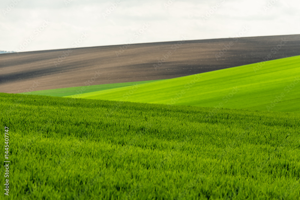 Fototapeta premium Green rolling fields in Czechia Moravia at spring