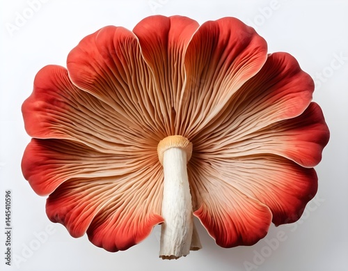 Red Mushroom, Close-Up, Underside View