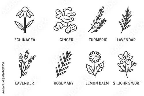 Vector icon collection of medicinal plants including echinacea, ginger, turmeric, lavender, and more in a simple design
