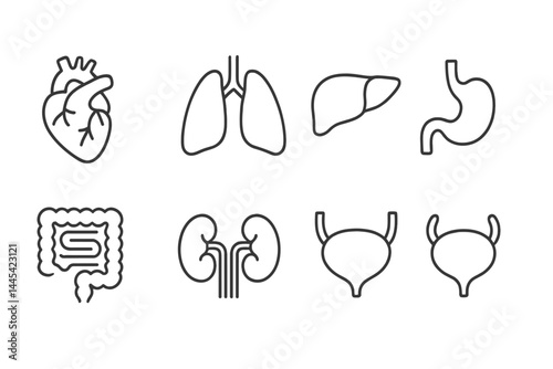 Simple vector icons representing various human organs for educational purposes in health and biology