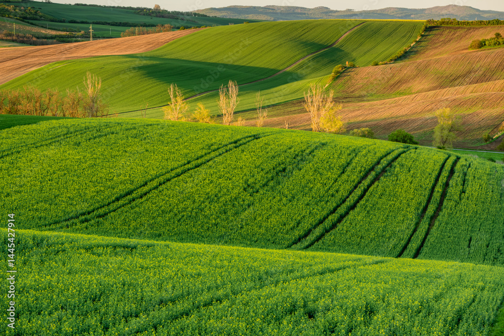 Colorful agriculture landscape at spring