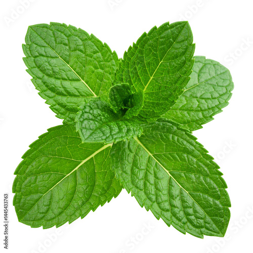 fresh mint leaves isolated on transparent background, png photo