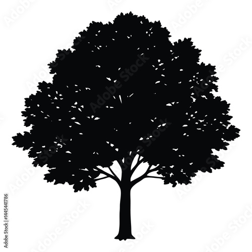 American beech tree silhouette vector on white background 