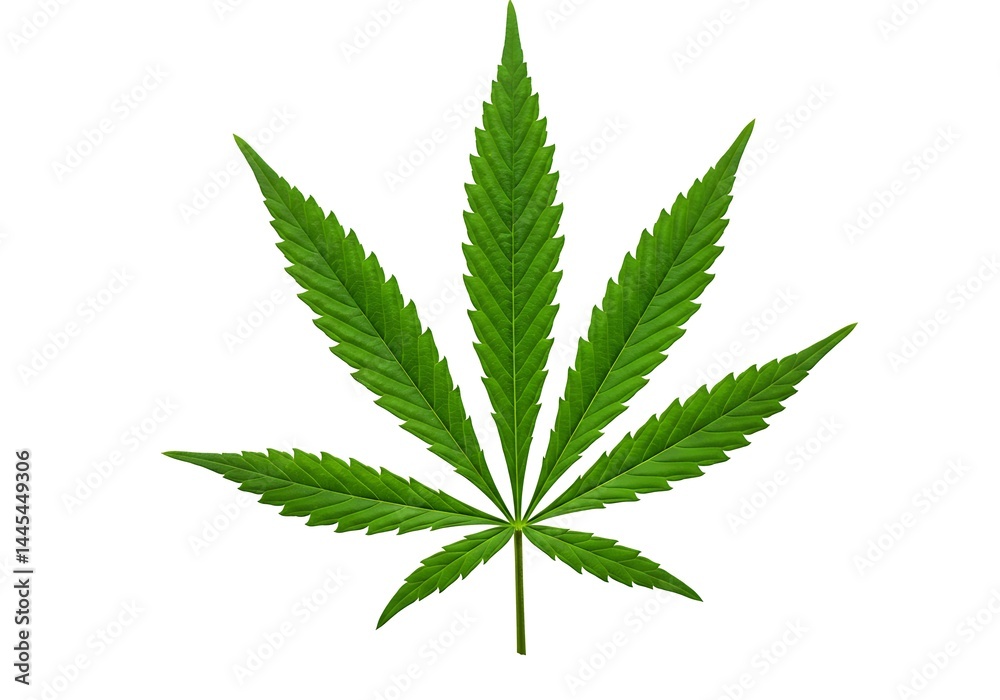 A single marijuana leaf with seven points isolated against a plain white background in a studio shot A single marijuana leaf with seven points isolated against a plain white background in a studio shot