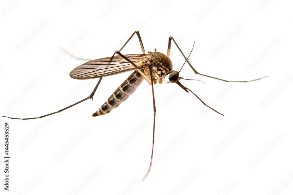 mosquito isolated on white background PNG mosquito isolated on white background PNG