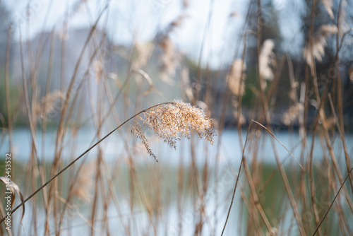 A close up of common reed with golden flower heads, set against a blurred wetland background, creating a serene natural scene. daylight