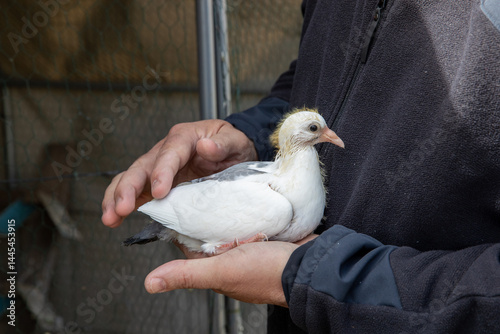 Jeune pigeonneau blanc âgé d'environ 20 jours dans les mains d'un homme, en extérieur.