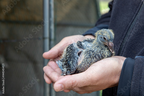 Jeune pigeonneau gris âgé d'environ 15 jours dans les mains d'un homme, en extérieur.