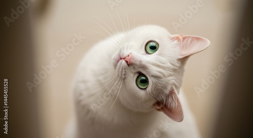 White cat staring intensely at camera with head tilted
