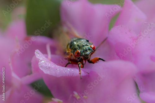 Brood-X Cicada in the Great Smoky Mountains National Park photo