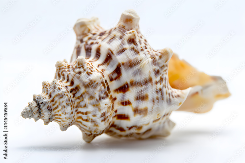Single seashell placed on a pristine white background emphasizing organic beauty. Single seashell placed on a pristine white background emphasizing organic beauty.