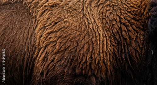 Bison Fur Texture Photo