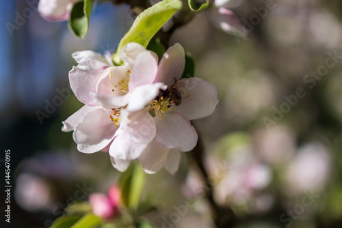 apple blossom pollinated by a bee