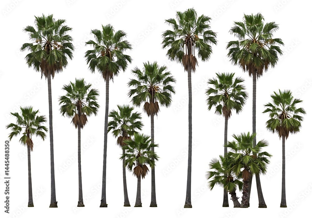 Obraz premium A collection of tall palm trees with green fronds isolated against a bright white background image view