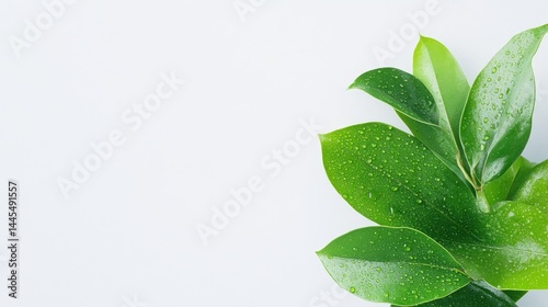 Fresh green leaves with water droplets on a light background. Lush, vibrant foliage with dew drops, perfect for a natural, organic aesthetic