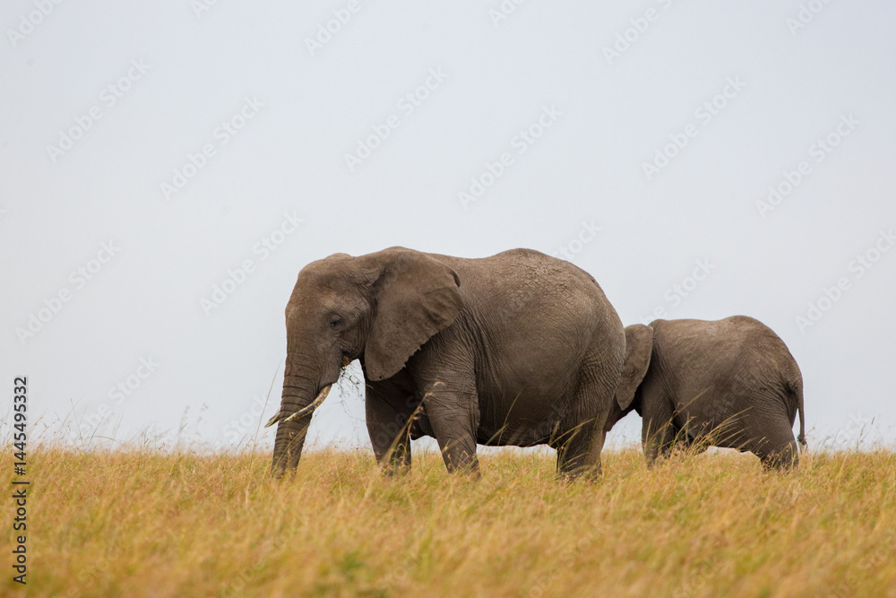 Fototapeta premium Two African elephants walking and grazing in Masai Mara grassland, Kenya. Wildlife safari in natural savannah habitat. Large mammals in open African landscape.