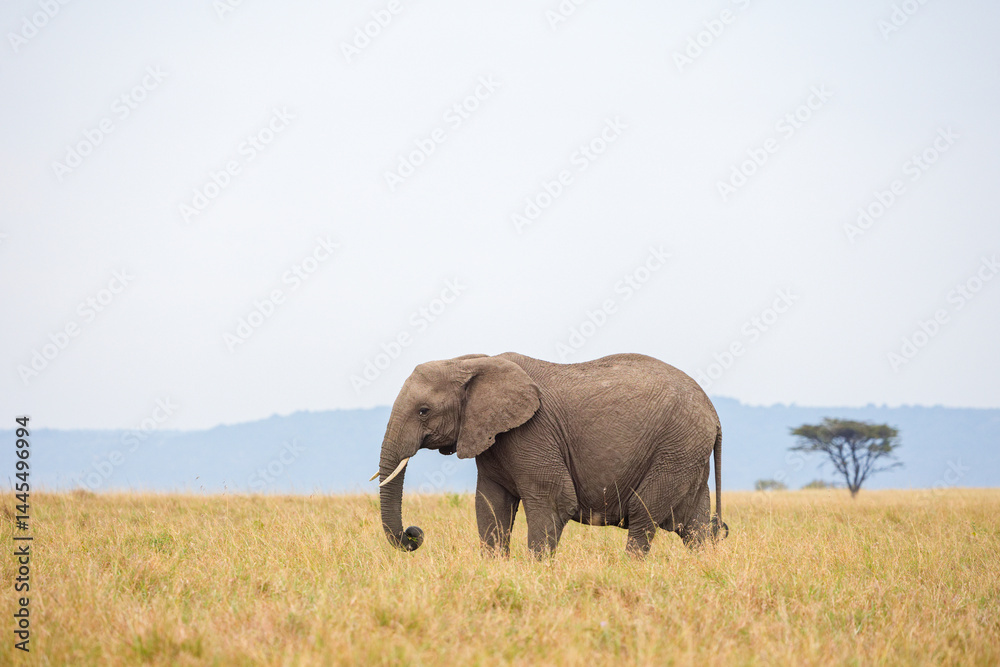 Fototapeta premium Lone African elephant grazing and walking on open grassland in Masai Mara, Kenya. Wildlife safari in natural savannah habitat. Large herbivore in African landscape.