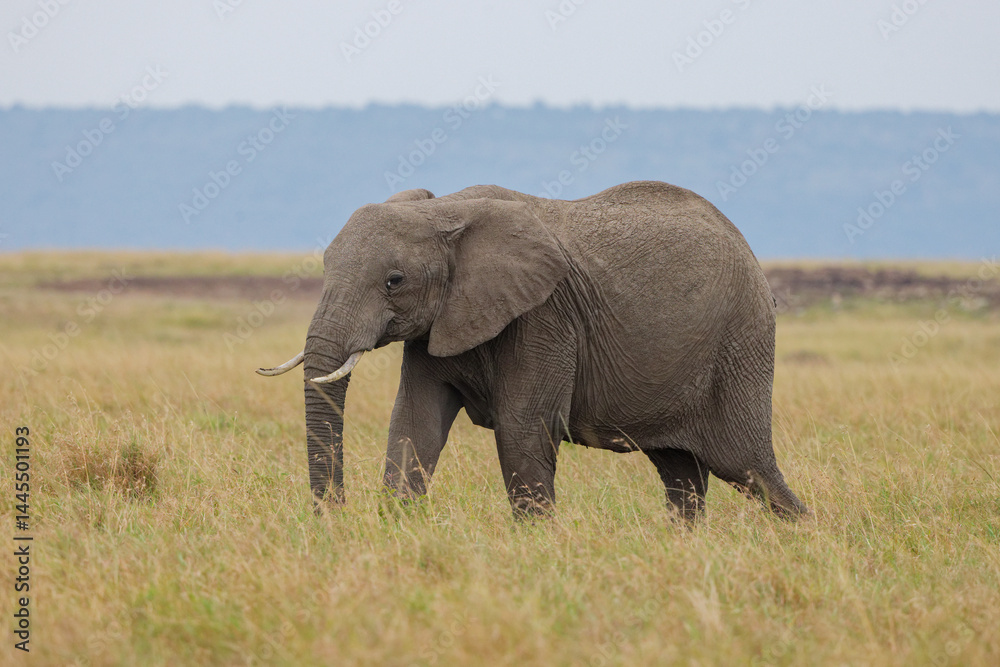 Lone African elephant grazing and walking on open grassland in Masai Mara, Kenya. Wildlife safari in natural savannah habitat. Large herbivore in African landscape. Lone African elephant grazing and walking on open grassland in Masai Mara, Kenya. Wildlife safari in natural savannah habitat. Large herbivore in African landscape.