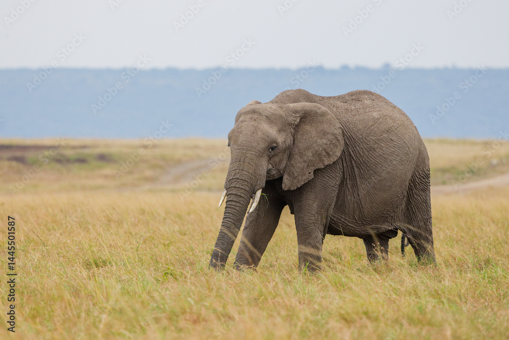 Obraz premium Lone African elephant grazing and walking on open grassland in Masai Mara, Kenya. Wildlife safari in natural savannah habitat. Large herbivore in African landscape.