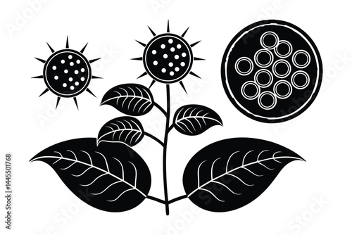 Biological Vector Illustration of Photosynthesis in Plant Cells