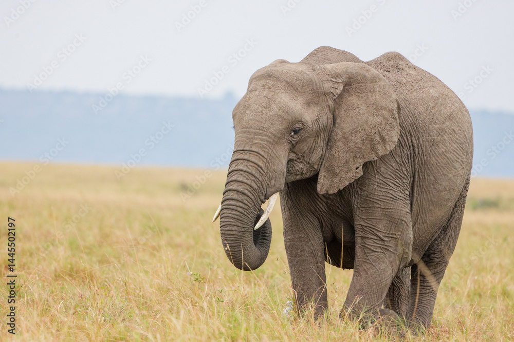 Obraz premium Single African elephant standing in Masai Mara grassland, Kenya. Wildlife safari scene in natural savannah habitat. Lone tusker in the wild.