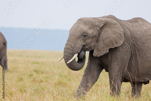 Single African elephant standing in Masai Mara grassland, Kenya. Wildlife safari scene in natural savannah habitat. Lone tusker in the wild. photo