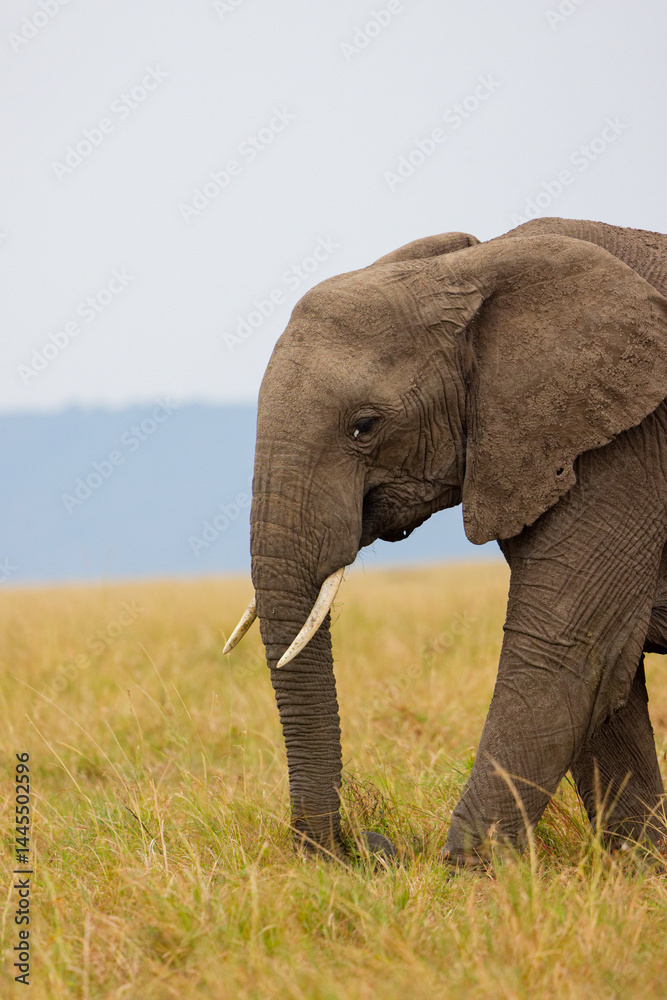 Obraz premium Single African elephant standing in Masai Mara grassland, Kenya. Wildlife safari scene in natural savannah habitat. Lone tusker in the wild.