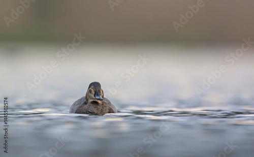 Common Pochard - Aythya ferina, Crete