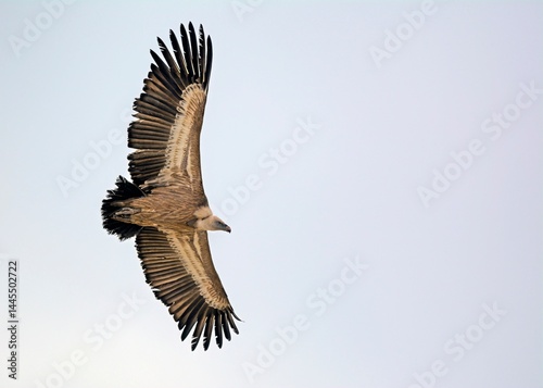 Griffon Vulture (Gyps fulvus), Crete
