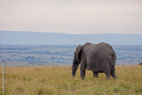 Photography Single African elephant standing in Masai Mara grassland, Kenya