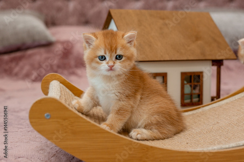 A very cute red fluffy British breed kitten is looking at the camera