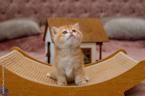 A very cute red fluffy British breed kitten is looking at the camera