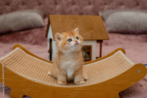 A very cute red fluffy British breed kitten is looking at the camera