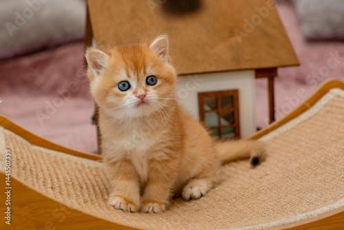 A very cute red fluffy British breed kitten is looking at the camera