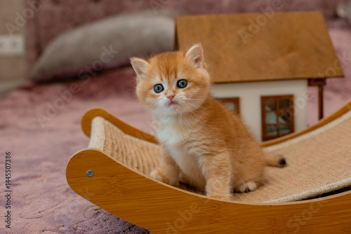 A very cute red fluffy British breed kitten is looking at the camera