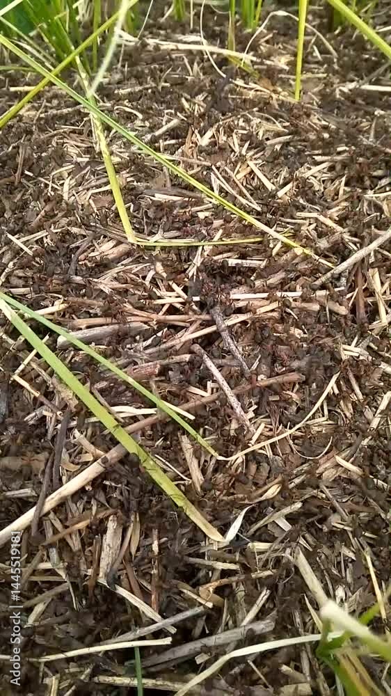 Close-Up View of a Bustling Anthill in a Garden Close-Up View of a Bustling Anthill in a Garden