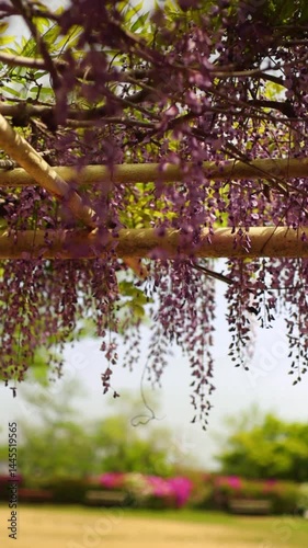 Japanese wisteria blooming on a vine in a Japanese park in the mountains