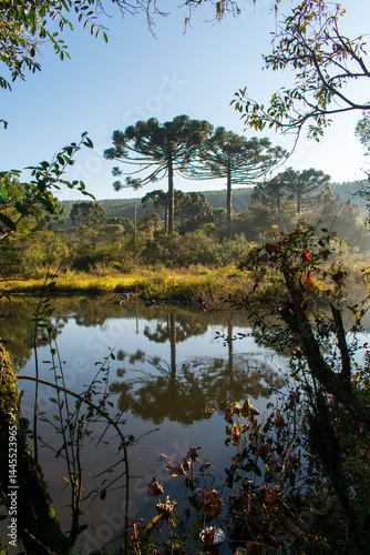 Beautiful Araucaria trees reflecting over Rio Caí (Cai river) in Sao Francisco de Paula, South of Brazil