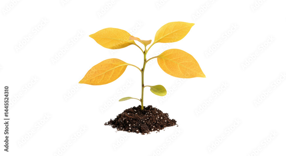 Isolated Yellow Seedling Isolated Yellow Seedling